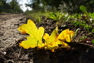 Herbstblatt