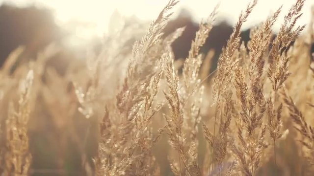 swinging grass in sunset light