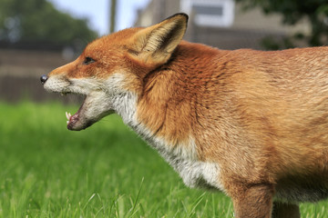 Red Fox