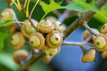 Acorns getting ready informing about the end of summer