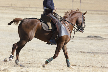 Vaquero montando a caballo. Paseo a caballo. Deporte ecuestre. Equitaci&oacute;n deportiva.