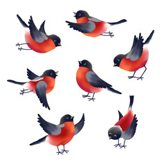 Bullfinches