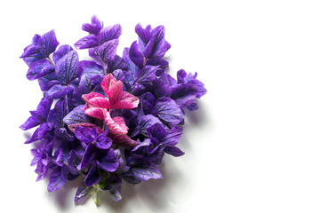 Obraz premium purple lilac leaves on a white background