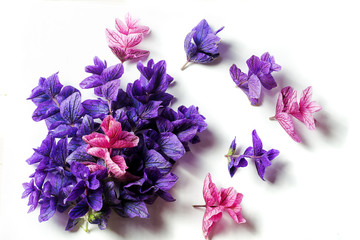 purple lilac leaves on a white background