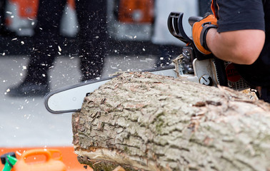 Man cutting trunk with chainsaw