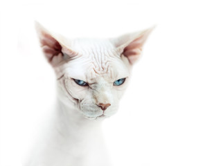 Sphinx cat with blue eyes