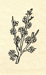 Blackthorn (Prunus spinosa) flowers