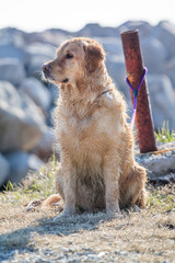 Abandoned Golden retriever 