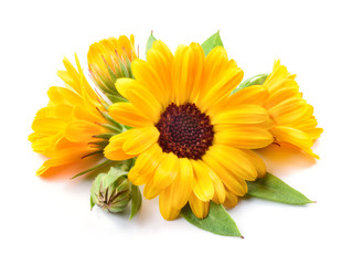 Calendula. Flowers with leaves isolated on white