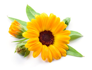 Calendula. Flower with buds and leaves isolated on white - obrazy, fototapety, plakaty