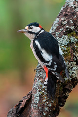Great spotted woodpecker. Adult male.