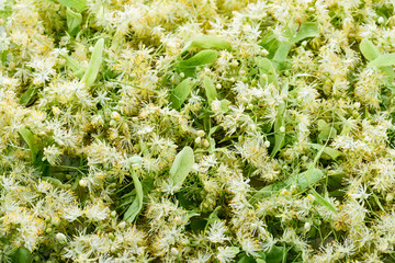 Blooming linden. Green background.