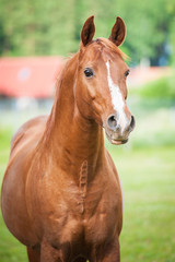 Portrait of beautiful red arabian stallion