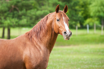 Naklejka premium Portrait of beautiful red arabian stallion