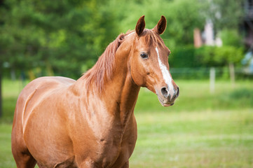 Naklejka na ściany i meble Portrait of beautiful red arabian stallion