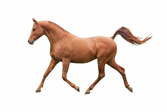 Beautiful arabian stallion running trot isolated on white background