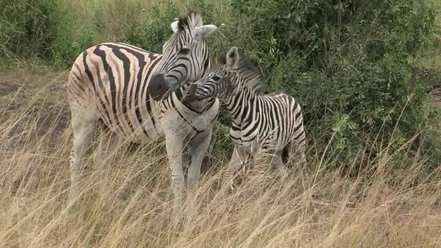 A zebra mother is grooming and bonding with her foal in the African savanna.