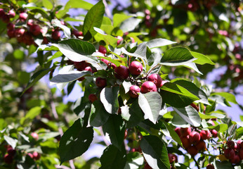 Obraz premium Apple branch with small red apples