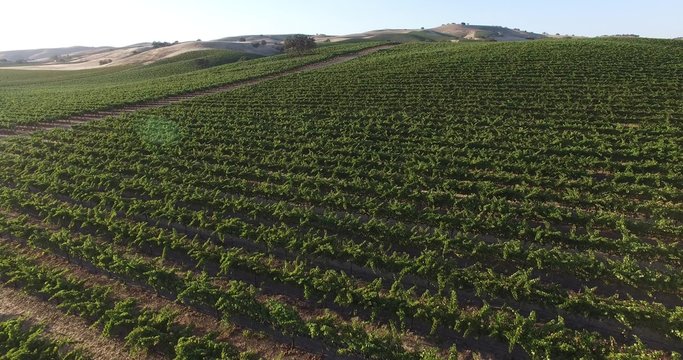 Beautiful majestic california agriculture winery vine vineyard scenic hills crops nature land