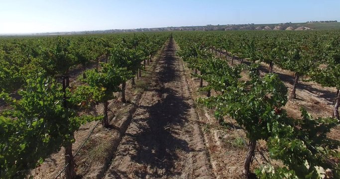 Close up flyby aerial vineyard vines through agriculture farming plants grapes rows overhead 