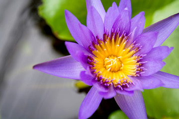 Fototapeta premium Lotus flowers