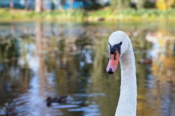 A beautiful swan floats in a pond