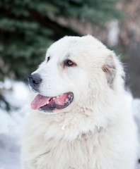 Obraz na płótnie Canvas Pyrenean mountain dog