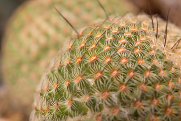 Macro shot of Barrel Cactus
