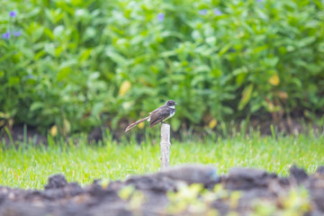 Bird on the small bamboo.