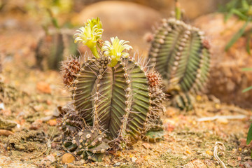 Macro of small cactus with spikes on pebbles.