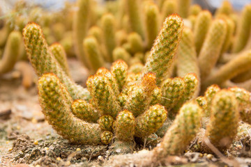gold lace cactus or mammillaria elongata or ladyfinger cactus