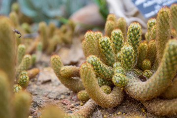 gold lace cactus or mammillaria elongata or ladyfinger cactus