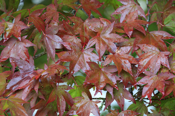 Autumn maple leaves