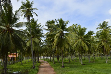 Fototapeta na wymiar Estrada de terra dentro da plantação de coco