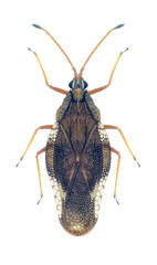 Bug Physatocheila smreczynskii