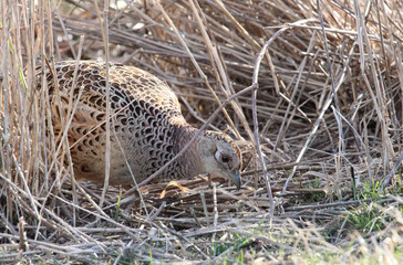 foraging hen pheasant
