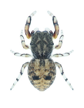 Spider Ballus chalybeius