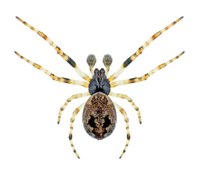 Spider Cyclosa conica (male)