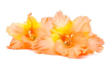 gladiolus isolated