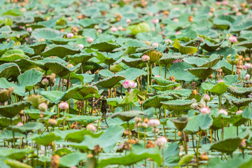 Water lily or lotus flower in the pond or swamp.