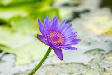 Beautiful water lily or lotus flower in the pond or swamp.