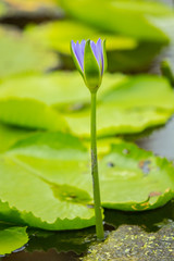 Water lily or lotus flower in the pond or swamp.