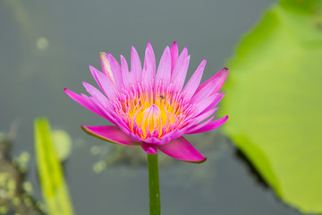 Beautiful water lily or lotus flower in the pond or swamp.