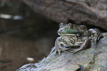 frog on rock