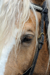 harnesses for horses