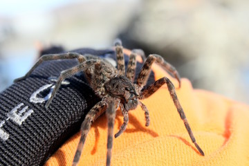 spider on orange glove