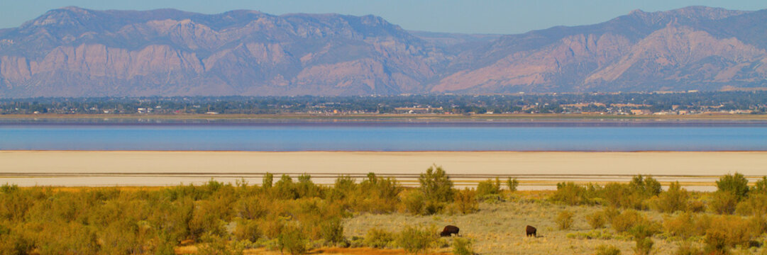 Panorama of Great Salt Lake, Wasatch Mountains and two buffalo on Antelope Island State Park in Utah
