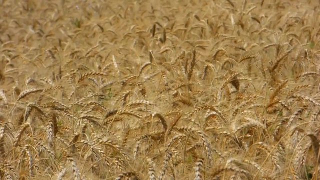 Wheat field ready for harvest