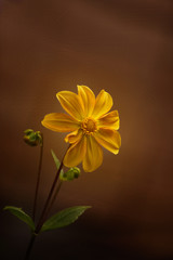 Yellow flower!/ Lovely very delicate yellow flower on a brown background.