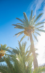 Palmenstrand Alcudia, Mallorca